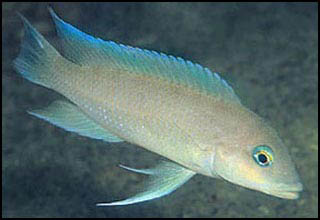 Neolamprologus mondabu